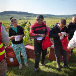 Vendanges en Champagne : en finir avec les « raisins de la misère »