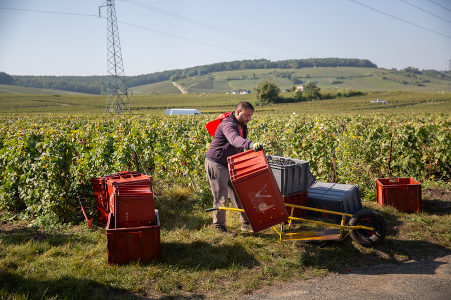 Vendanges 2024