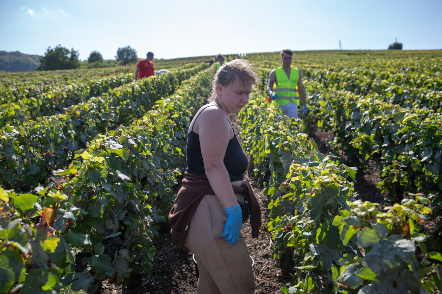 Vendanges 2024 en Champagne